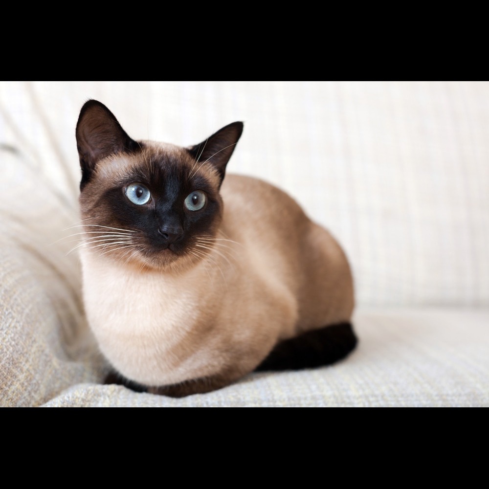 Meet your Posher, Ava